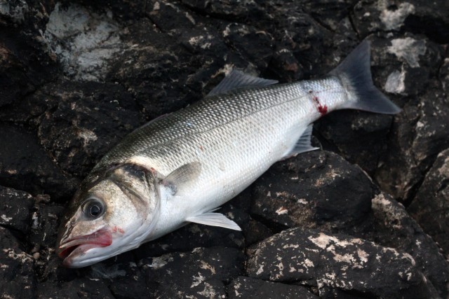 Cornwall Bass Fishing Catch