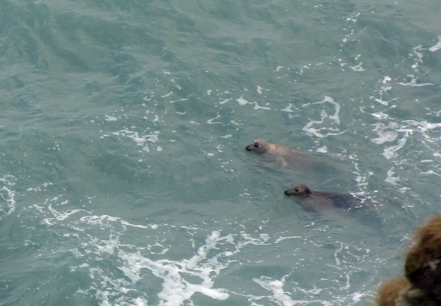 Godrevy Cornwall Seals