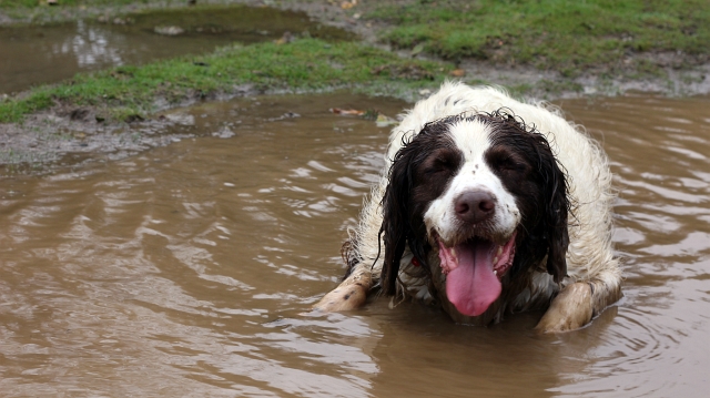 Spring Spaniel In Puddle