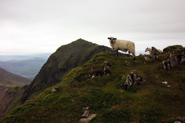 Snowdon Summit Sheep