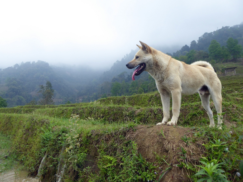 Sapa Mountains Rice Paddy Dog